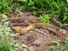 Crotalus basiliscus