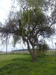 Salix cana