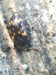 Mycetophagus atomarius