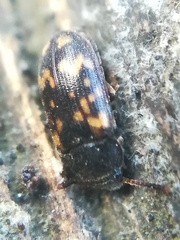 Mycetophagus atomarius