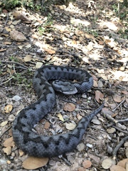 Vipera latastei