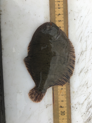 Trinectes maculatus