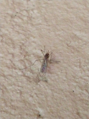 Diptera