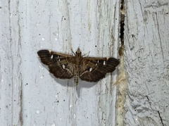 Diathrausta