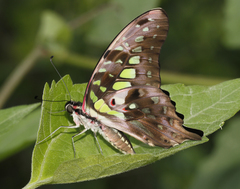 Graphium agamemnon agamemnon