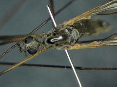 Euphylidorea meigenii
