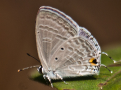 Catochrysops panormus exiguus