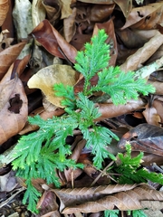 Selaginella delicatula