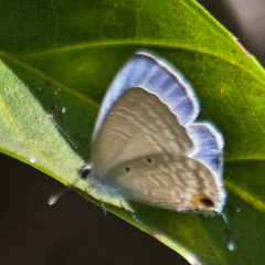Catochrysops panormus exiguus
