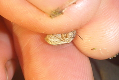 Homaemus bijugis