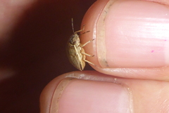 Homaemus bijugis