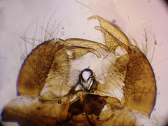 Euphylidorea meigenii
