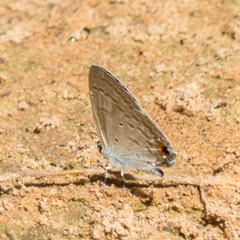 Catochrysops panormus exiguus