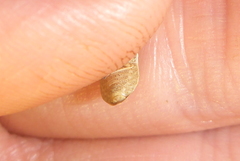 Homaemus bijugis