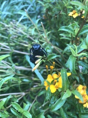 Xylocopa virginica