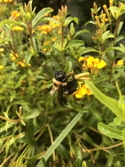 Xylocopa virginica