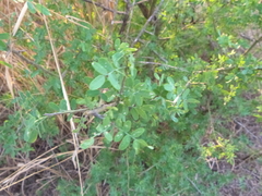 Geoffroea decorticans
