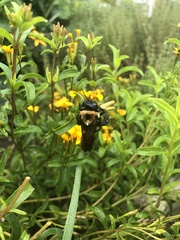 Xylocopa virginica