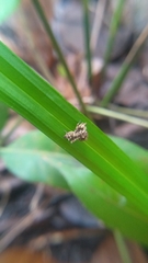 Portia labiata