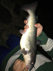 Ameiurus catus