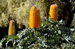 Banksia ashbyi