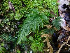 Abrodictyum elongatum