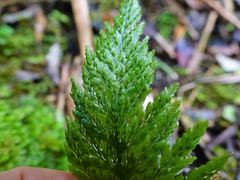 Abrodictyum elongatum