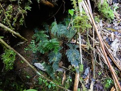 Abrodictyum elongatum