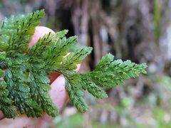 Abrodictyum elongatum