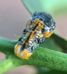 Ocyptamus gastrostactus