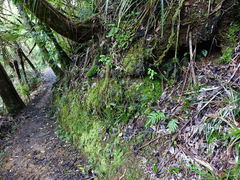 Abrodictyum elongatum