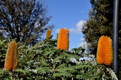 Banksia ashbyi