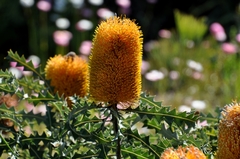 Banksia ashbyi