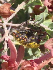 Julodis cirrosa