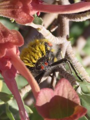 Julodis cirrosa