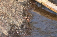 Polistes fastidiosus