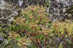 Laportea ruderalis