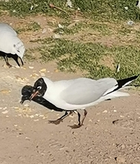 Chroicocephalus serranus