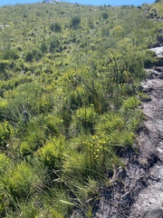 Euryops pinnatipartitus