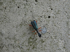 Neocollyris