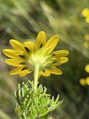Euryops pinnatipartitus