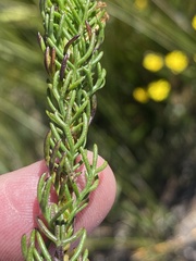 Euryops pinnatipartitus