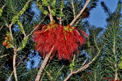 Melaleuca quadrifida