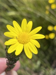 Euryops pinnatipartitus