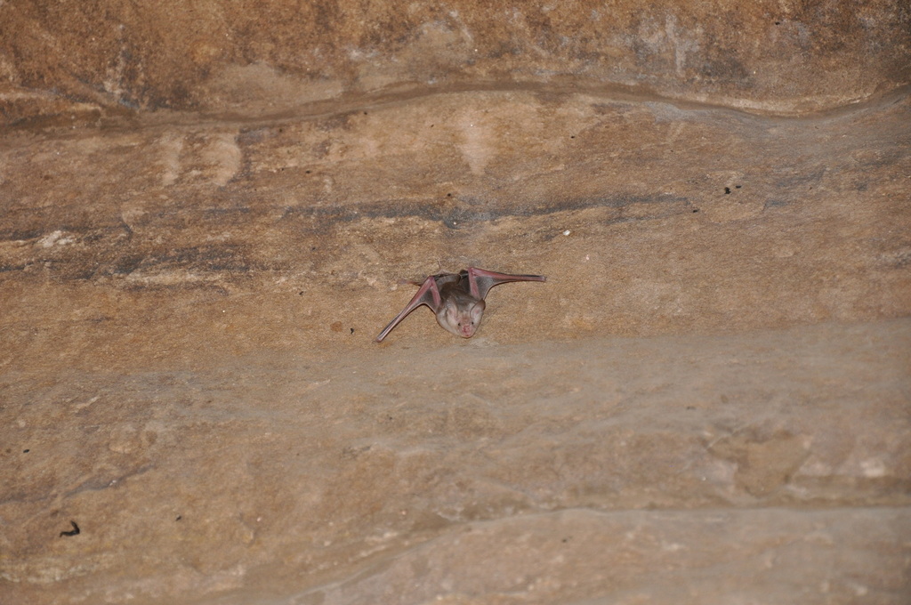 Geoffroy's Trident Leaf-nosed Bat