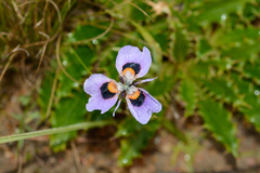Moraea villosa