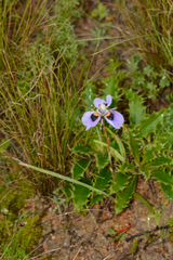 Moraea villosa