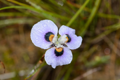 Moraea villosa
