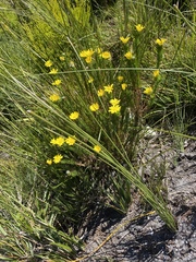 Euryops pinnatipartitus