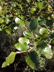 Nothofagus truncata